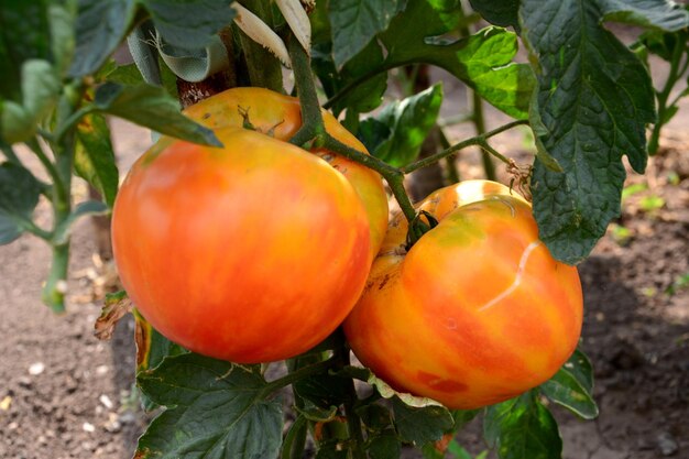 rode en oranje tomaten hangen op de zaailingen dichtbij