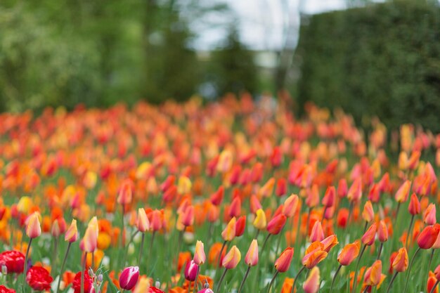 Rode en oranje tulpen in een Keukenhof-parkachtergrond Wazig beeld Lenteconcept