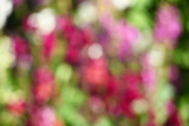 Rode en roze bokeh onscherpe achtergrond van groene tuin, wazig bloem achtergrond