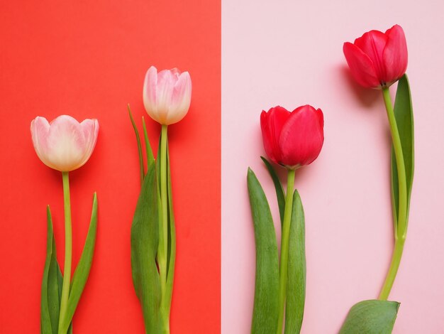 Rode en roze tulpen op papier oppervlak