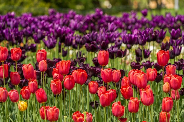 Rode en violette tulpen op een bloembed in de tuin