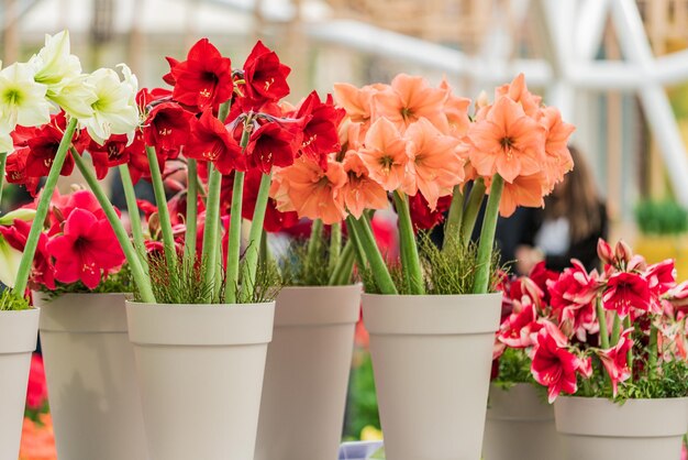 Rode en witte amaryllis bloem bloeien