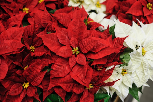 Rode en witte bloemen Kerstster voor decor