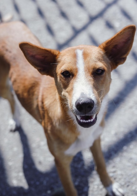 Rode en witte hond glimlacht, portret. Aanbiddelijke hond zonder ras. De trouwe en loyale blik van een hond