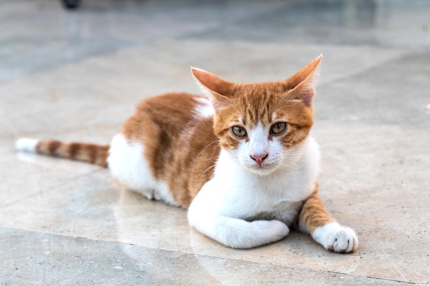 Rode en witte kat ligt buiten op de grond