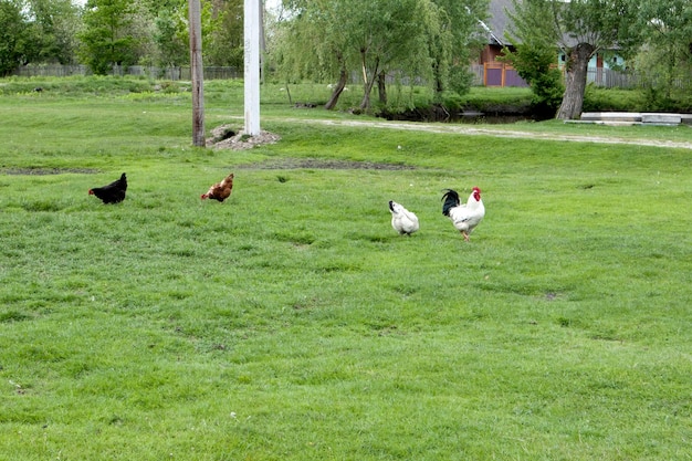 Rode en witte kip wandelen in de weide Gewone witte haan en kippen op zoek naar granen op de boerderij