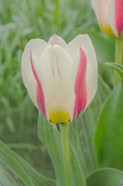 Rode en witte kleur tulpen