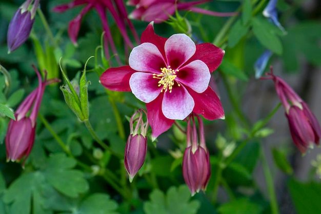 Rode en witte origami akelei bloem aquilegia