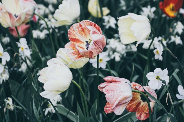 Rode en witte tulp bloemen