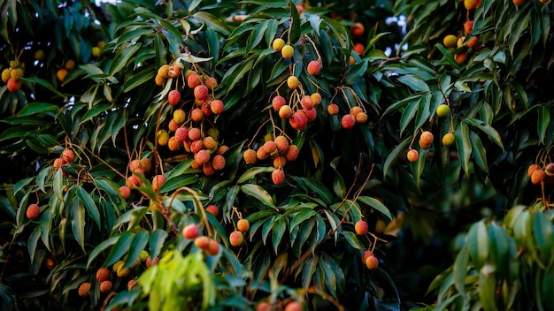 Rode en zoete lychee aan de boom