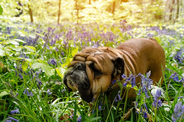 Rode Engelse Britse Bulldog-hond die omhoog kijkt en in de boshyacinten zit