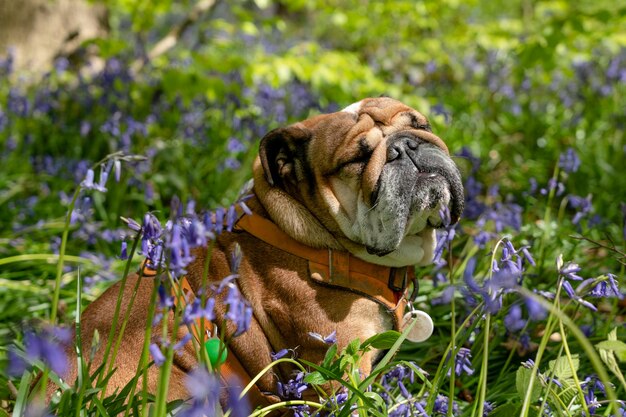 Rode Engelse Britse Bulldog-hond die opkijkt, zijn tong likt en gaat zitten