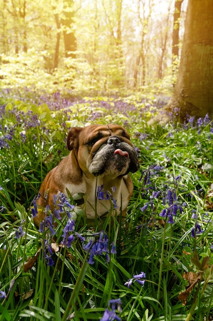 Rode Engelse Britse Bulldog-hond kijkt omhoog terwijl hij zijn tong likt en in de boshyacinten zit