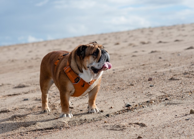 Rode Engelse Britse Bulldog in oranje harnas voor een wandeling in de kust