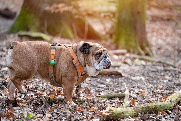 Rode Engelse Britse Bulldog in oranje harnas voor een wandeling in het bos op een zonnige lentedag