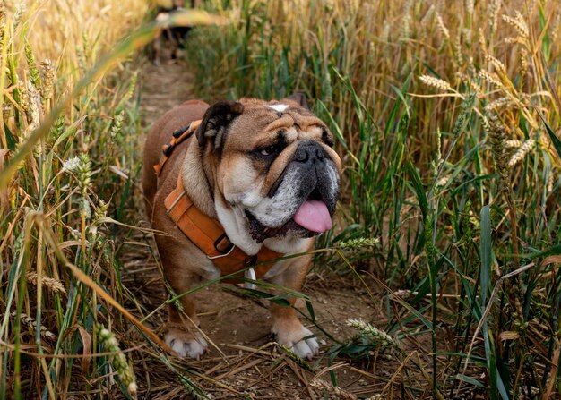 Rode engelse britse bulldog in oranje harnas wandelen in het natte veld op warme zomerdag