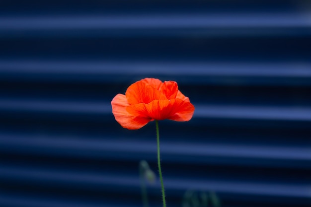 Foto rode enkele bloem close-up op donkerblauwe achtergrond. herdenkingsdagconcept. herinnering papaver