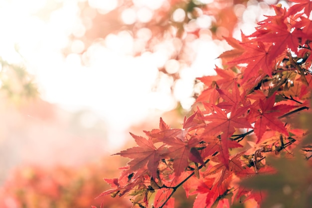 Rode esdoorn in de herfst