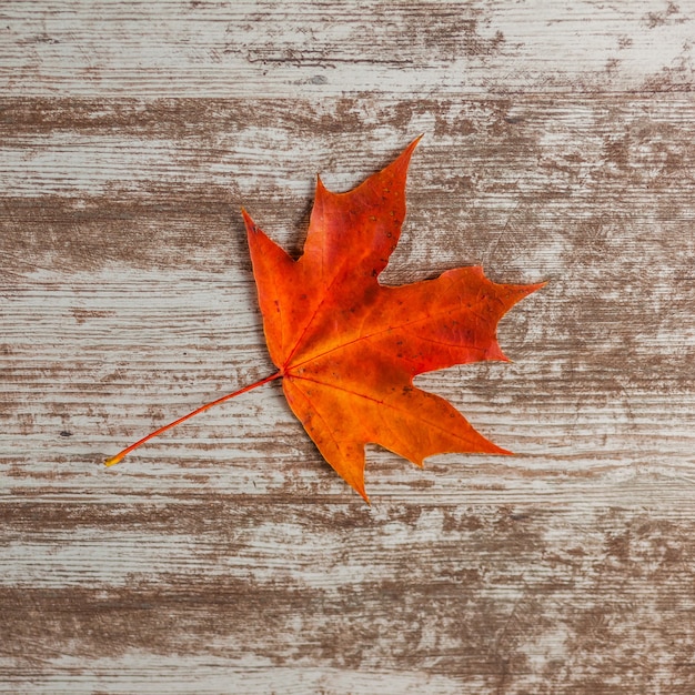 Rode esdoornbladeren in de herfst. op houten ondergrond