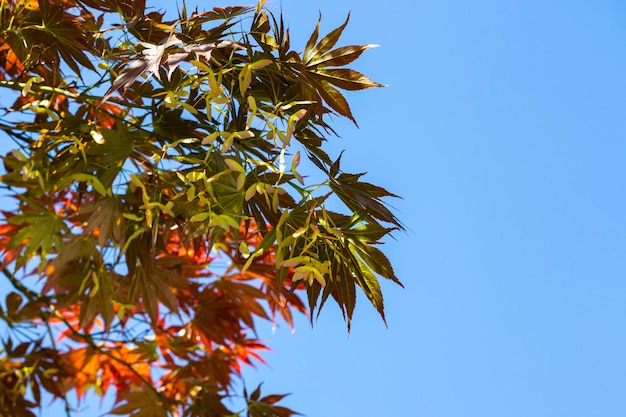 Rode esdoornbladeren in de herfstseizoen met blauwe hemel vage achtergrond.