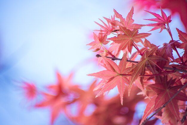 Rode esdoornbladeren in het herfstseizoen met een wazige hemelachtergrond, ontleend aan Japan.