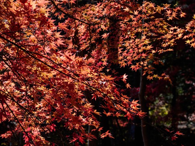 rode esdoornbladeren op de esdoornboom in de herfst