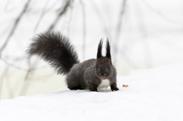 Rode Euraziatische eekhoorn op sneeuw in de parkclose-up Wintertijd