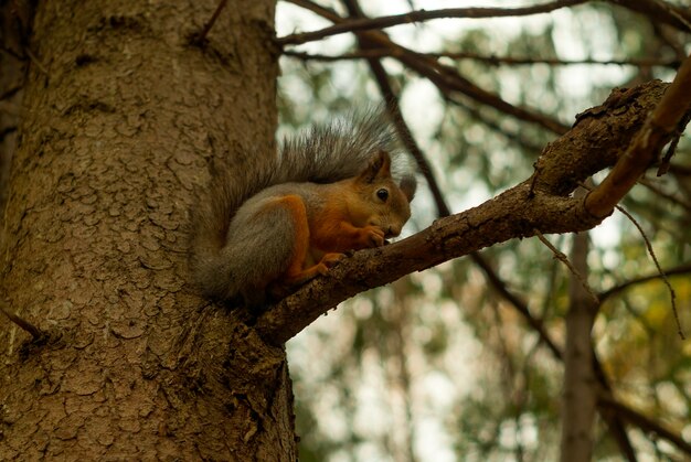 Rode Euraziatische eekhoorn zit op een vuren tak in het herfstbos en eet