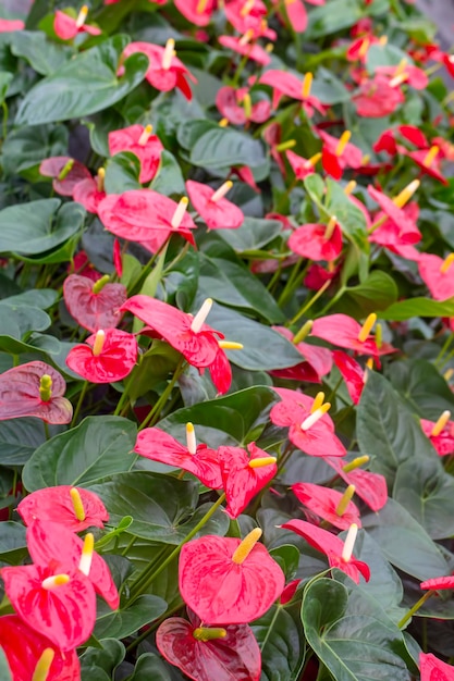 Rode flamingo bloemen (Anthurium andraeanum)