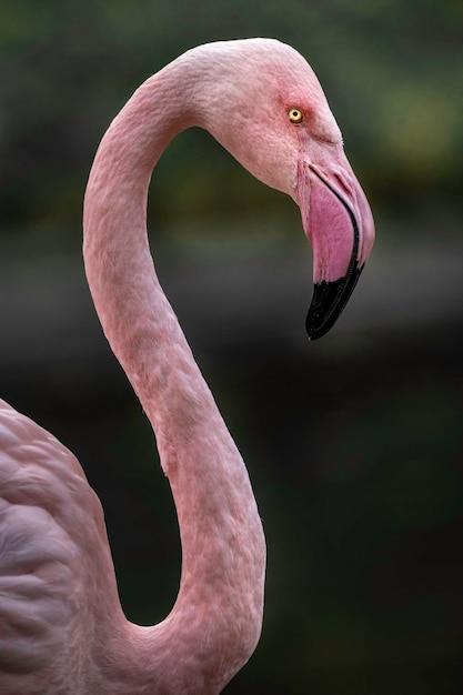 Rode flamingo