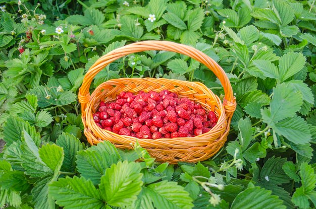 Rode fragaria of wilde aardbeien Mand met verse wilde aardbeien