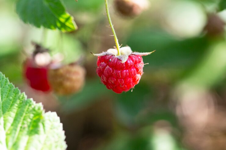 Rode framboos Rubus idaeus close-up, rode bosbessen