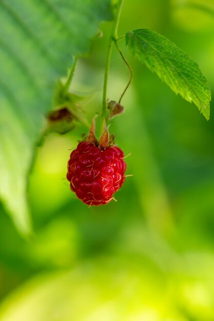 Rode frambozen op een groene achtergrond op een zonnige zomerdag macrofotografie