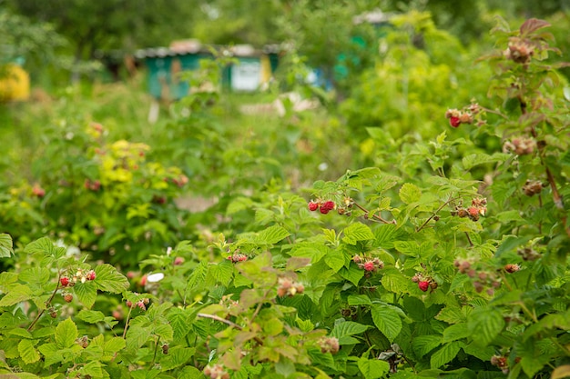 Rode frambozen op een struik in de tuin