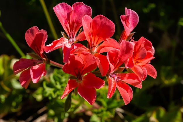 Rode Genarium-bloemmacro in een tuin