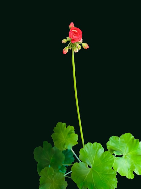 Rode geranium bloemen bloeien op zwarte achtergrond