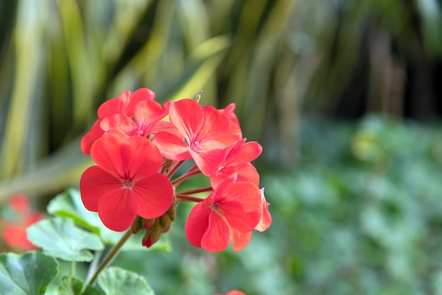 Rode geranium bloemen