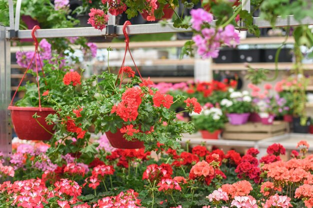 Rode geraniums hangen in de potten bij een bloemenwinkel