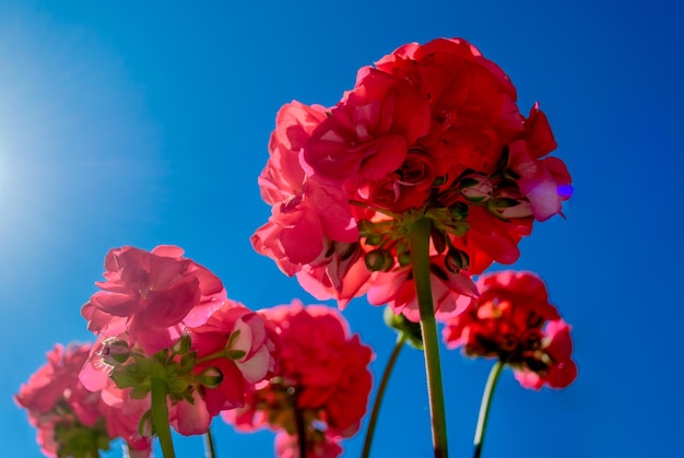 Rode geraniums van onderaf gezien