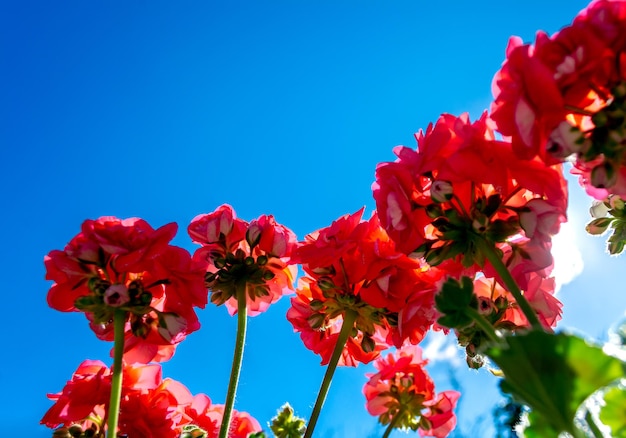 Rode geraniums van onderaf gezien