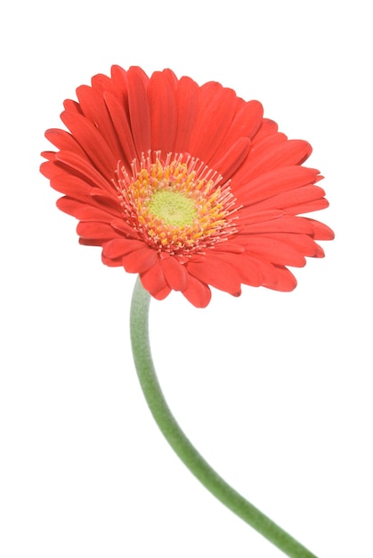 Rode gerbera bloem op wit