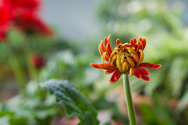 Rode Gerbera-bloembloesem