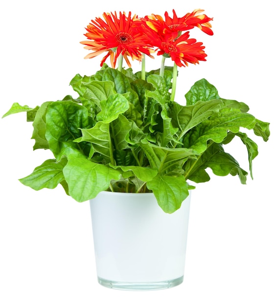 Rode Gerbera in pot