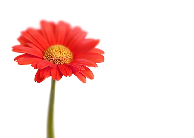 Rode gerbera op witte achtergrond. selectieve focus ondiepe dof