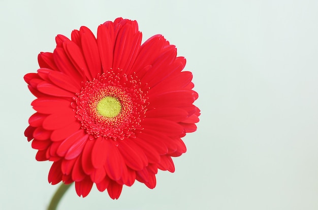 Rode gerberabloem op een witte achtergrond