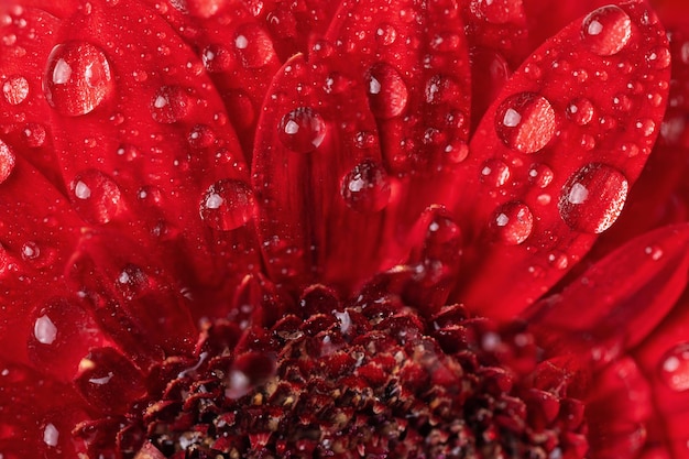 Rode gerberabloemblaadjes met waterdruppels close-up Macrofotografie van gerberabloemblaadjes met dauw