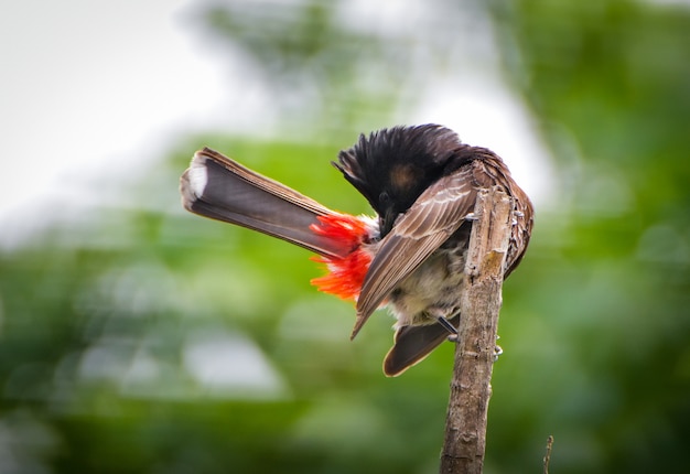 Rode geventileerde Bulbul-vogel