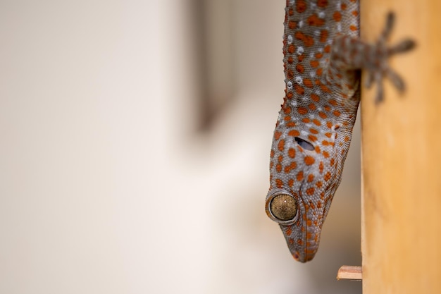 Rode gevlekte gekko portret close-up macro