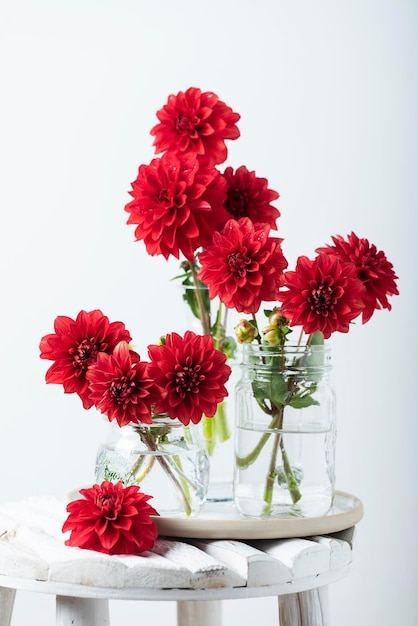 Rode geweldige bloemen dahlia's