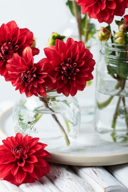 Rode geweldige bloemen dahlia's